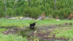 When it gets hot moose—like the one above—love to cool down in a pond. Moose also go to ponds for food. They eat catkins and tall grasses living in the water. At times they will eat the leaves of water lilies. A male moose can weigh up to 1,550 pounds while a female can weigh 1,100 pounds. They can run up to 35 miles an hour and can swim for miles in lakes and stay underwater for up to 30 seconds. Moose, like the one above, are truly remarkable creatures.